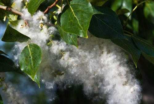 Унгирал гаргахгүйн тулд улиасанд тариа тарина