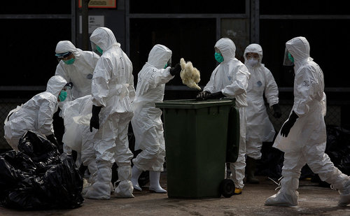 БНХАУ-д шувууны ханиадны шинэ төрөл хүнд халдварласан анхны тохиолдол гарлаа