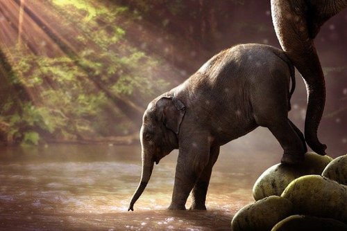 ВИДЕО: Зугтсан зааны сүргийг нутагт нь эргүүлэн хүргэнэ