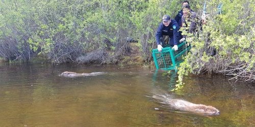 Туул голын эхэнд минж нутагшууллаа