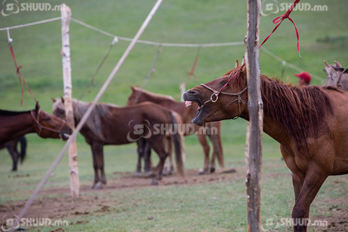 ФОТО: Наадам айсуй