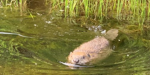 Минжийг байгальд дасгах хиймэл цөөрөм байгууллаа