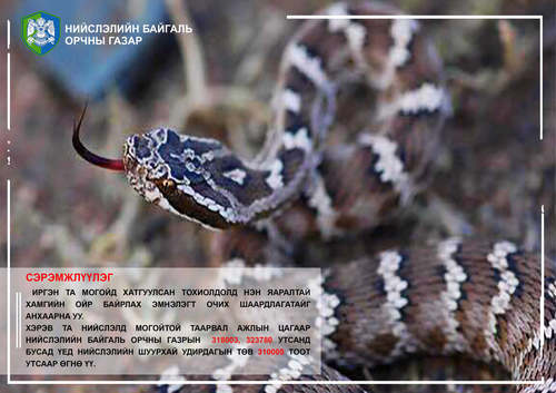 Бамбай хоншоорт хортой могой нийслэлд ихээр орж ирж байна