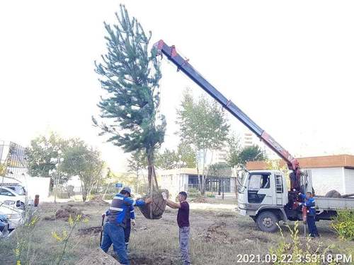 Бурхан багшийн цэцэрлэгт хүрээлэнд мод тарьж байна