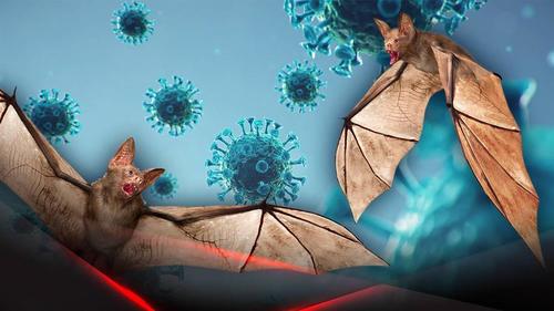 Хятадын эрдэмтэд 2018 онд сарьсан багваахайг коронавирусээр халдварлуулахаар төлөвлөж байсан