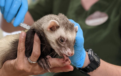 COVID-19: Амьтны хүрээлэнгийн амьтдыг дархлаажуулж эхэлжээ