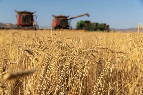 Хүнсний эрхийн бичиг авдаг 4135 иргэн ургац хураалтад ажиллаж байна