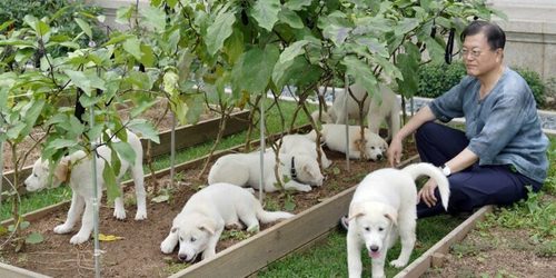 Өмнөд Солонгосын Ерөнхийлөгч нохойн мах идэхийг хориглох санал гаргажээ