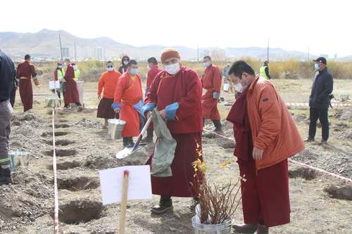 Гандантэгчэнлин хийдийн лам нар мод тарилаа