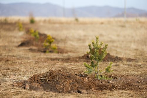 “Тэрбум мод” үндэсний хөдөлгөөнд 320 байгууллага, аж ахуйн нэгж нэгджээ