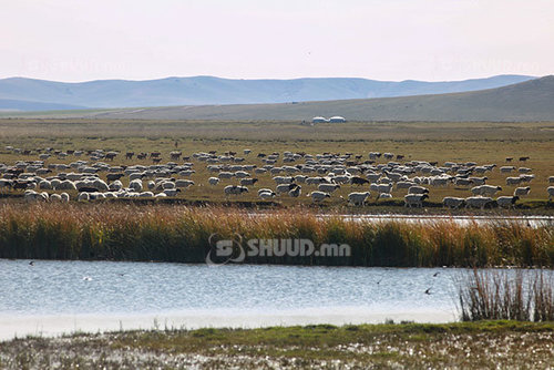 Увс, Завхан, Баянхонгорын зарим сумын нутгаар бэлчээрийн ургамлын гаралт хэвийн байна