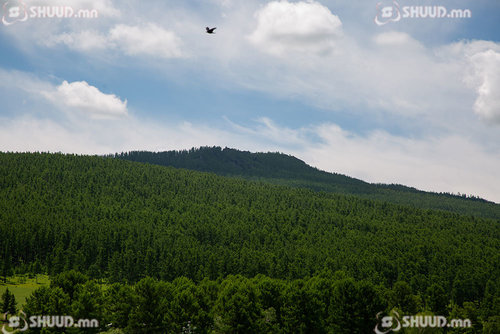 Сураггүй алга болсон иргэн боомилогдож нас барсан байжээ