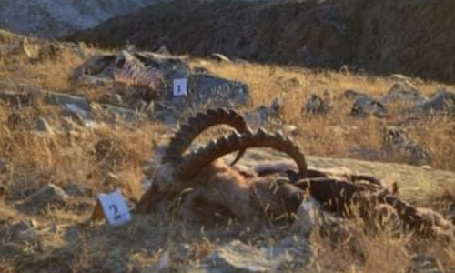 Он гарсаар хууль бусаар ан агнах гэмт хэрэг буурчээ