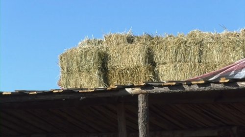 Гучин-Ус суманд малын ногоон тэжээл амжилттай тариалжээ