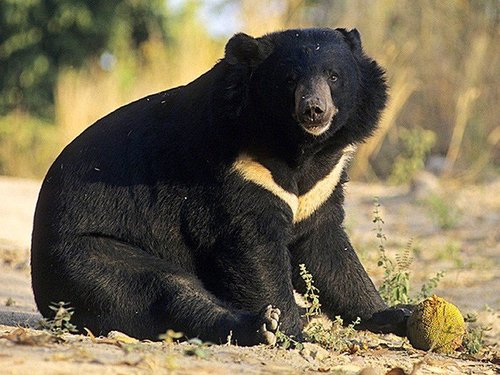 Хималайн баавгайнууд зугтжээ
