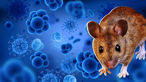 Хятадад хантавирус дэгджээ