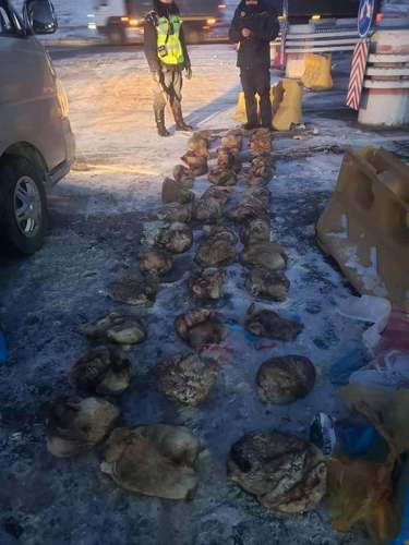 Их хэмжээний тарвага тээвэрлэж явсныг илрүүллээ