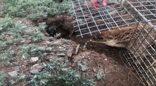 Нийслэлийн нутаг дэвсгэрээс 52 тарвагыг нүүлгэн шилжүүллээ