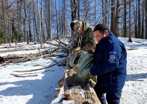 Ногоон бүсийн туруутан амьтдад зориулан хужир, давс байршуулж эхэллээ