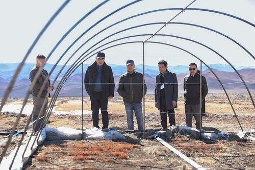 Баян-Өлгий аймаг 20 сая мод тарьж ургуулна