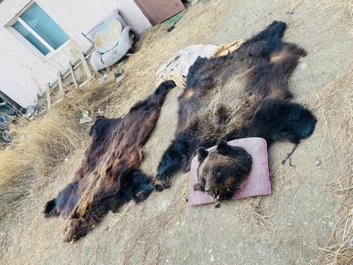 Худалдах зорилгоор баавгайн арьс, толгой, савар хадгалж байсныг хураан авлаа