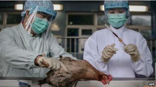 Хятадад шувууны ханиад хүнд халдварласан тохиолдол бүртгэгджээ