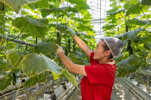 300 тэрбум төгрөгөөр 50 га талбайд хүлэмж барихад нийслэлчүүдийн хэрэгцээг бүрэн хангана