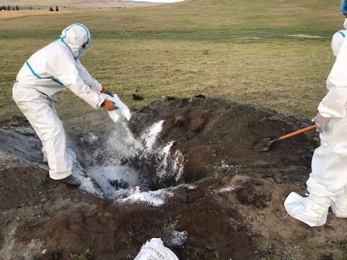 Боом өвчин хэрхэн халдварладаг вэ