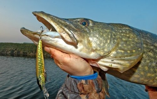 Загас агнуурын зөвшөөрлийг цахимаар аваарай
