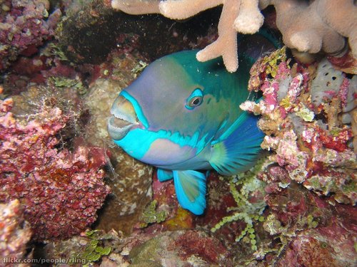 Parrotfish буюу Тоть загасны гайхамшигт ертөнц