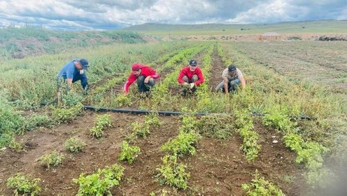 Агропаркийн жимсний мод 90 гаруй хувийн ургалттай байна