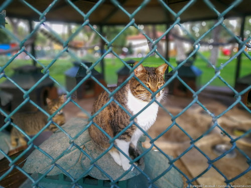 Хятадад муурны мах зардаг этгээдүүдийг баривчилжээ