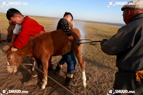 ФОТО: Унага тамгалсан агшин