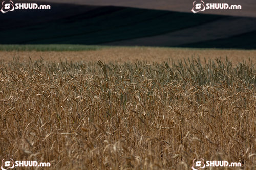 Улаанбуудайн 25.1 хувийг хурааж аваад байна