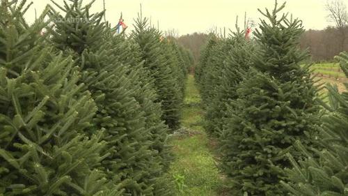 Цагаан ордонд сүндэрлүүлэх зул сарын гацуурыг сонгожээ