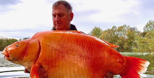 ВИДЕО: Британийн загасчин 30 кг жинтэй алтан загас барьжээ