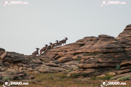 Тусгай зориулалтаар ирэх онд агнах агнуурын тоо толгойг тогтоолоо
