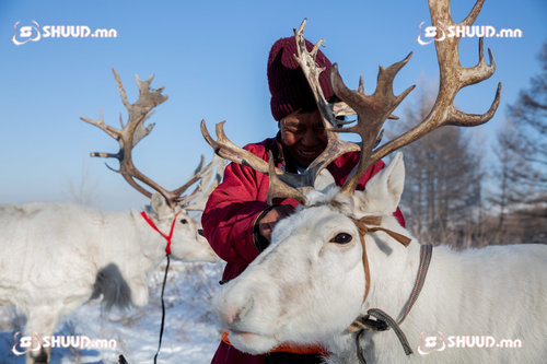 Фото: Хөвсгөлийн тайгаас ирсэн цаатан отог Богд уулын энгэрт төвхнөжээ