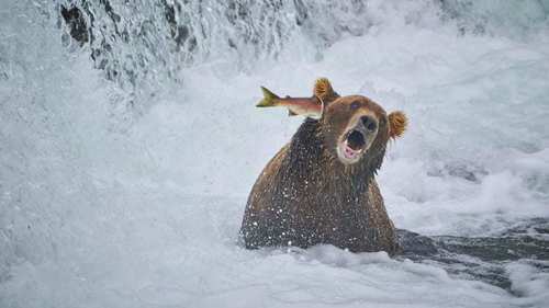 ФОТО: 2022 оны зэрлэг ан амьтны инээдмийн шилдэг гэрэл зургууд