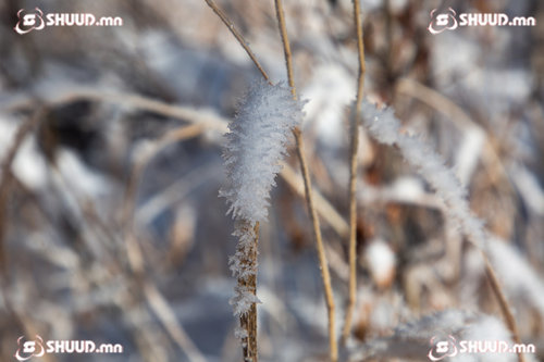 Өнөөдөр ихэнх нутгаар цаг агаар тогтуун байна