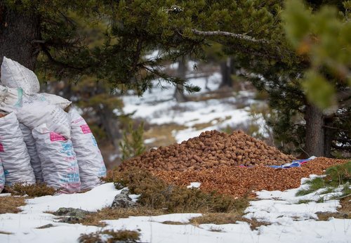 Самарт яваад сураггүй болсон хоёр иргэн айлд очсон байжээ