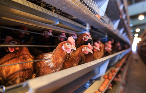 Чех улс шувууны ханиадаар өвчилсөн 750 мянган тахиа устгана