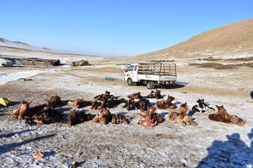 Иргэдэд 1.2 тэрбум төгрөгийн хохирол учруулсан малын хулгайчийг шалгаж байна