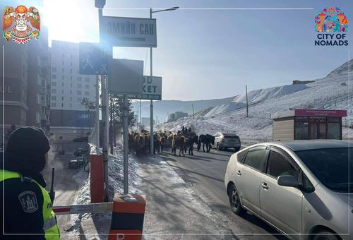 Нийслэлийн хориглосон бүсээс 4557 толгой мал гаргалаа