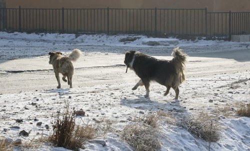 Эзэнгүй нохой муурыг устгах ажлыг эрчимжүүлнэ