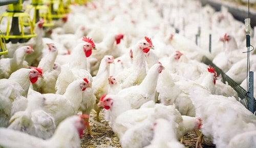 Японд шувууны ханиадны улмаас нэг сая тахиа устгана