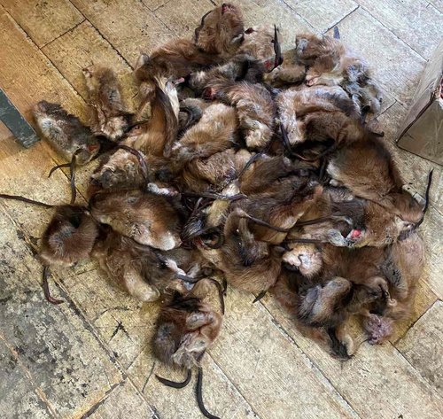 67 ширхэг Ондатарыг хууль бусаар тээвэрлэж явсныг шалгаж байна