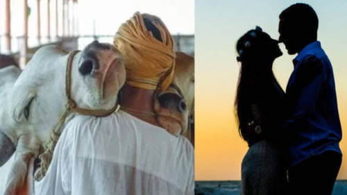 Энэтхэгчүүд хайрын баярыг Үхэр тэврэх өдөр болгоно