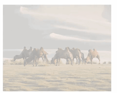 Японы TBS телевизийн олон ангит киноны зураг авалтыг Монголд хийнэ