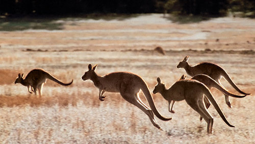 Австралид имж устгаж эхэлжээ